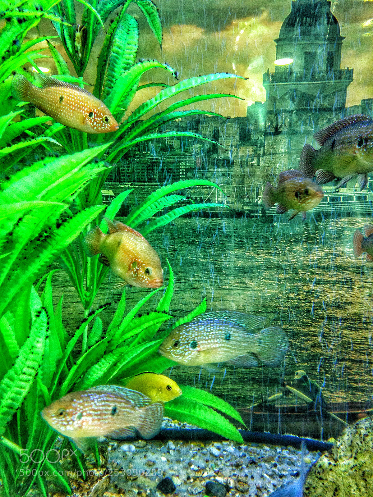 Apple iPhone 5 sample photo. Just like animals animals photography