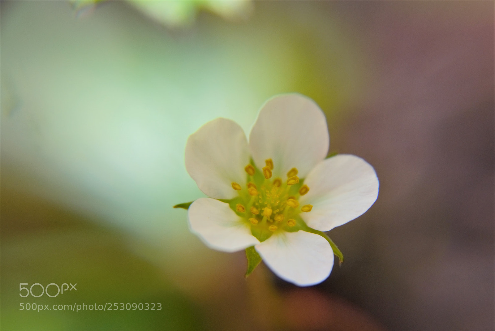 Nikon D3100 sample photo. Ma douceur* photography