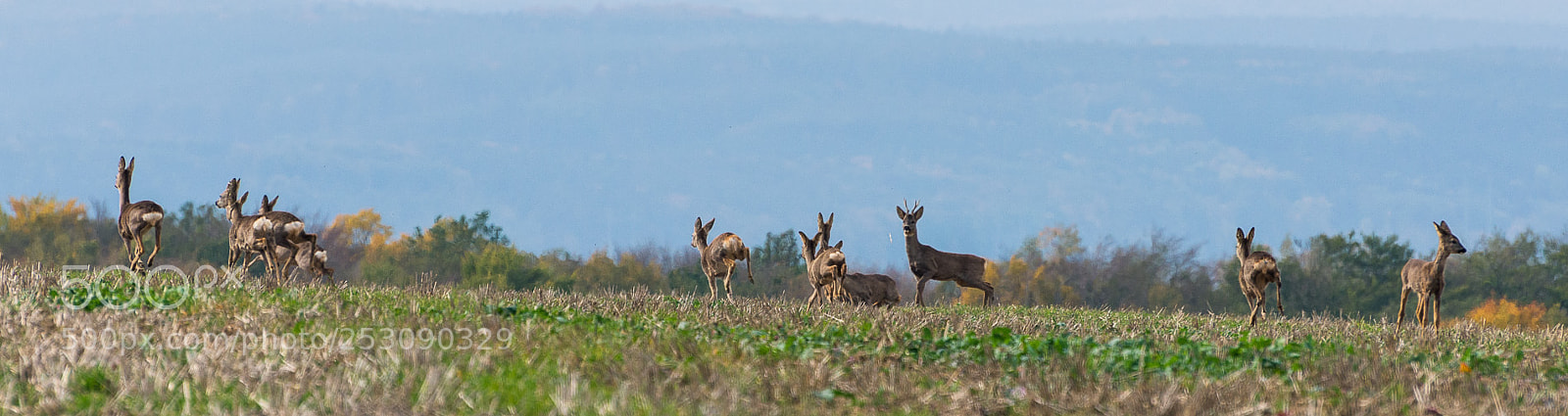 Nikon D610 sample photo. Herd photography