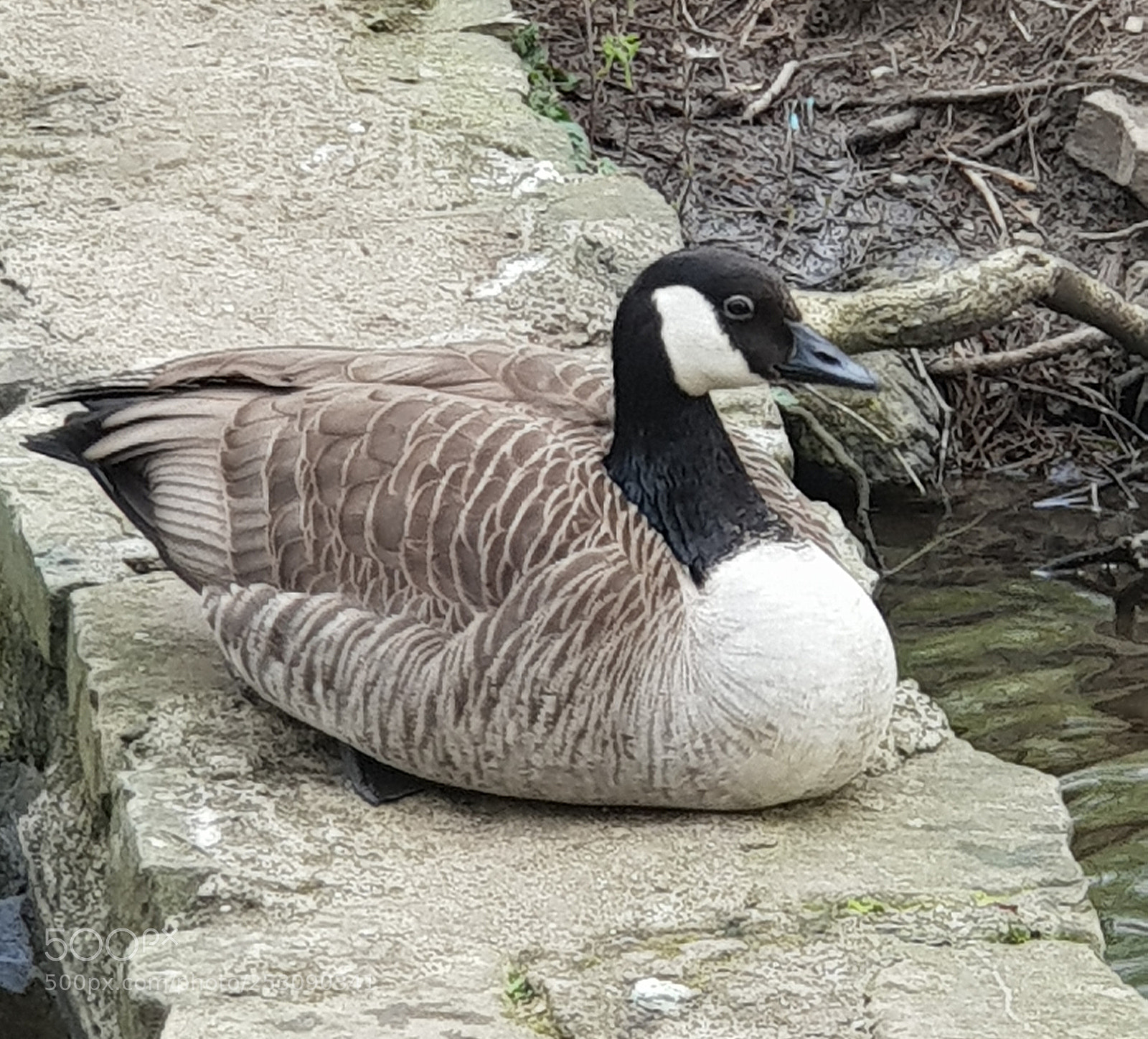 Samsung Galaxy S9+ sample photo. Untitled photography