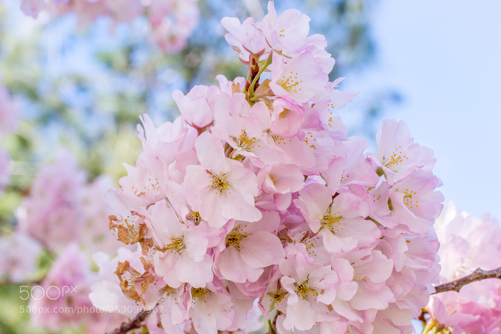 Nikon D7200 sample photo. Spring photography