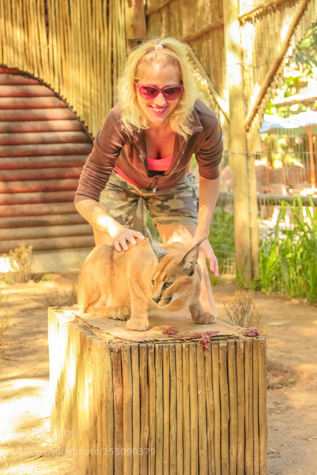 Canon EOS 550D (EOS Rebel T2i / EOS Kiss X4) sample photo. Woman touchs caracal photography