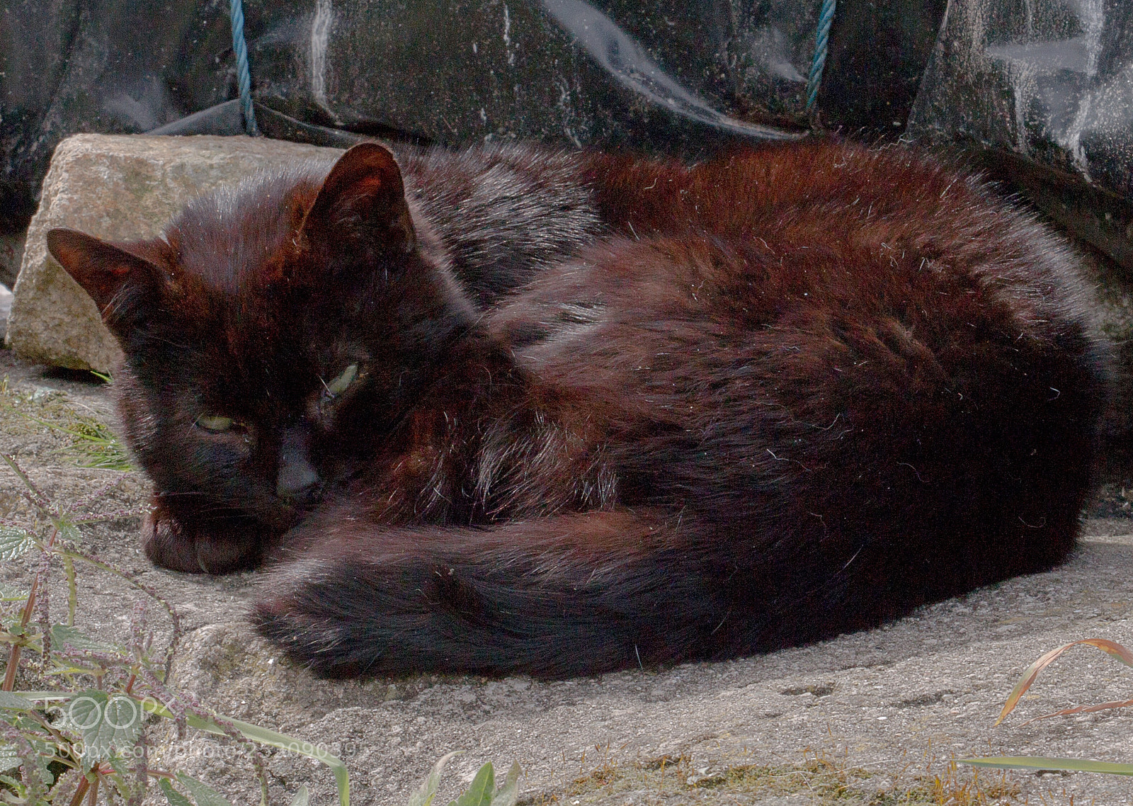 Canon EOS 70D sample photo. Furry photography