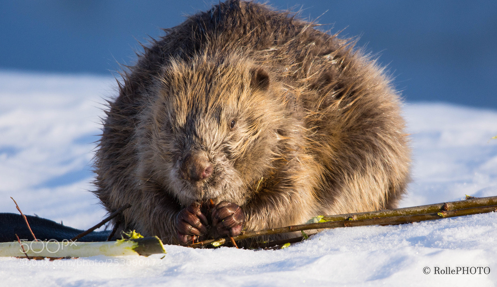 Nikon D7200 sample photo. Beaver ii photography