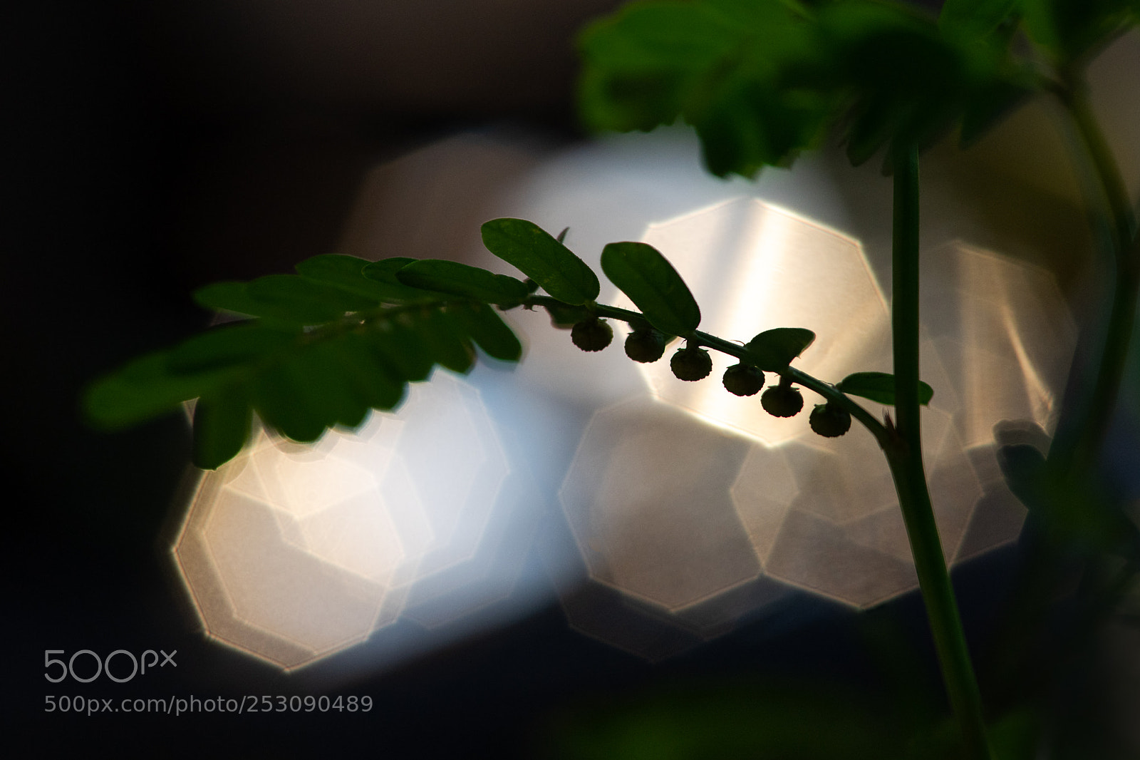 Sony a7 sample photo. _dsc8422-1.jpg photography