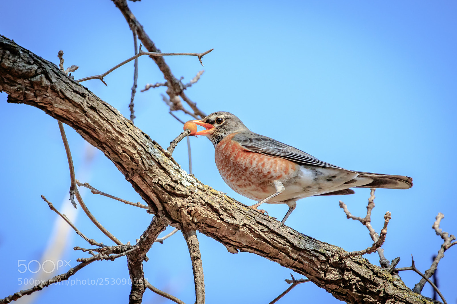 Canon EOS 7D Mark II sample photo. Robin with a soapberry photography