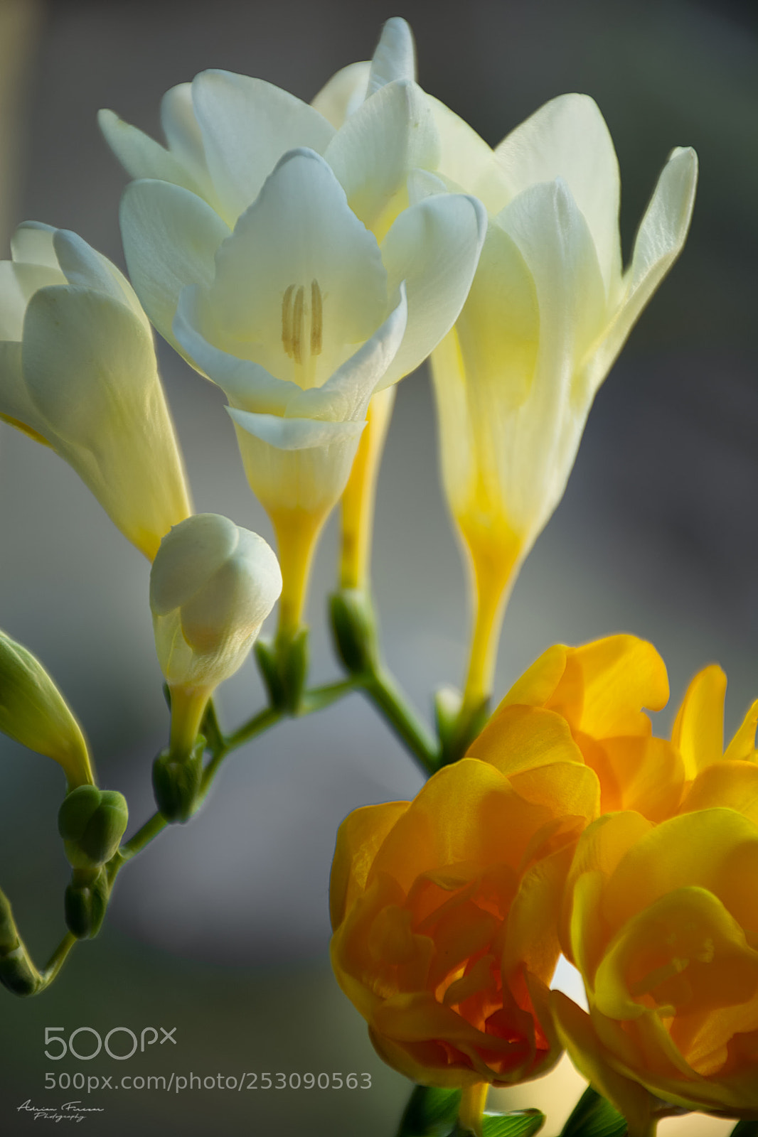 Nikon D5200 sample photo. Freesia photography