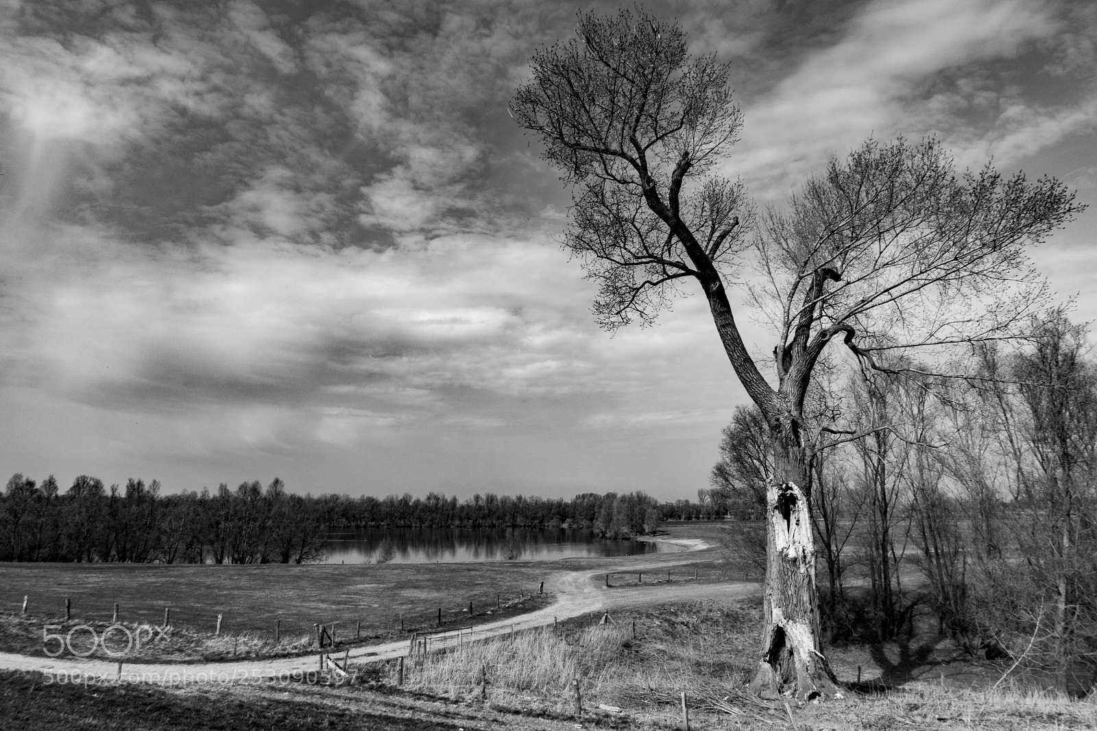 Sony a6000 sample photo. Just an old tree photography