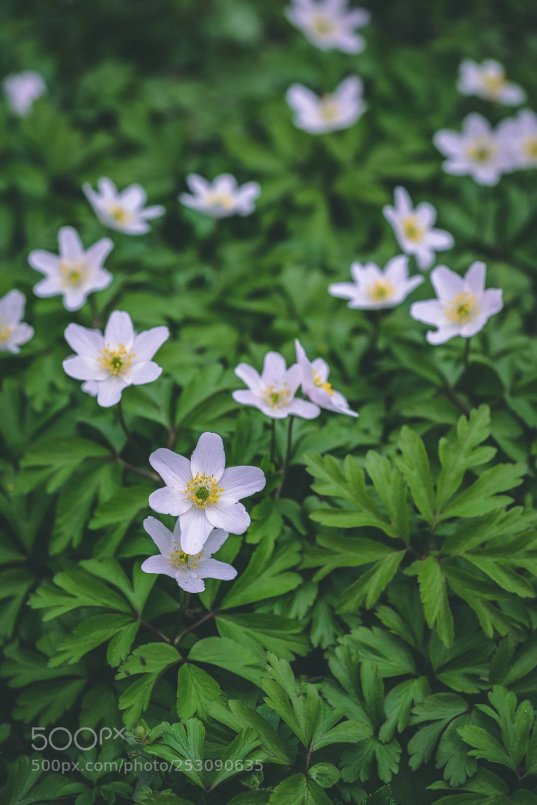 Fujifilm X-T1 sample photo. * photography