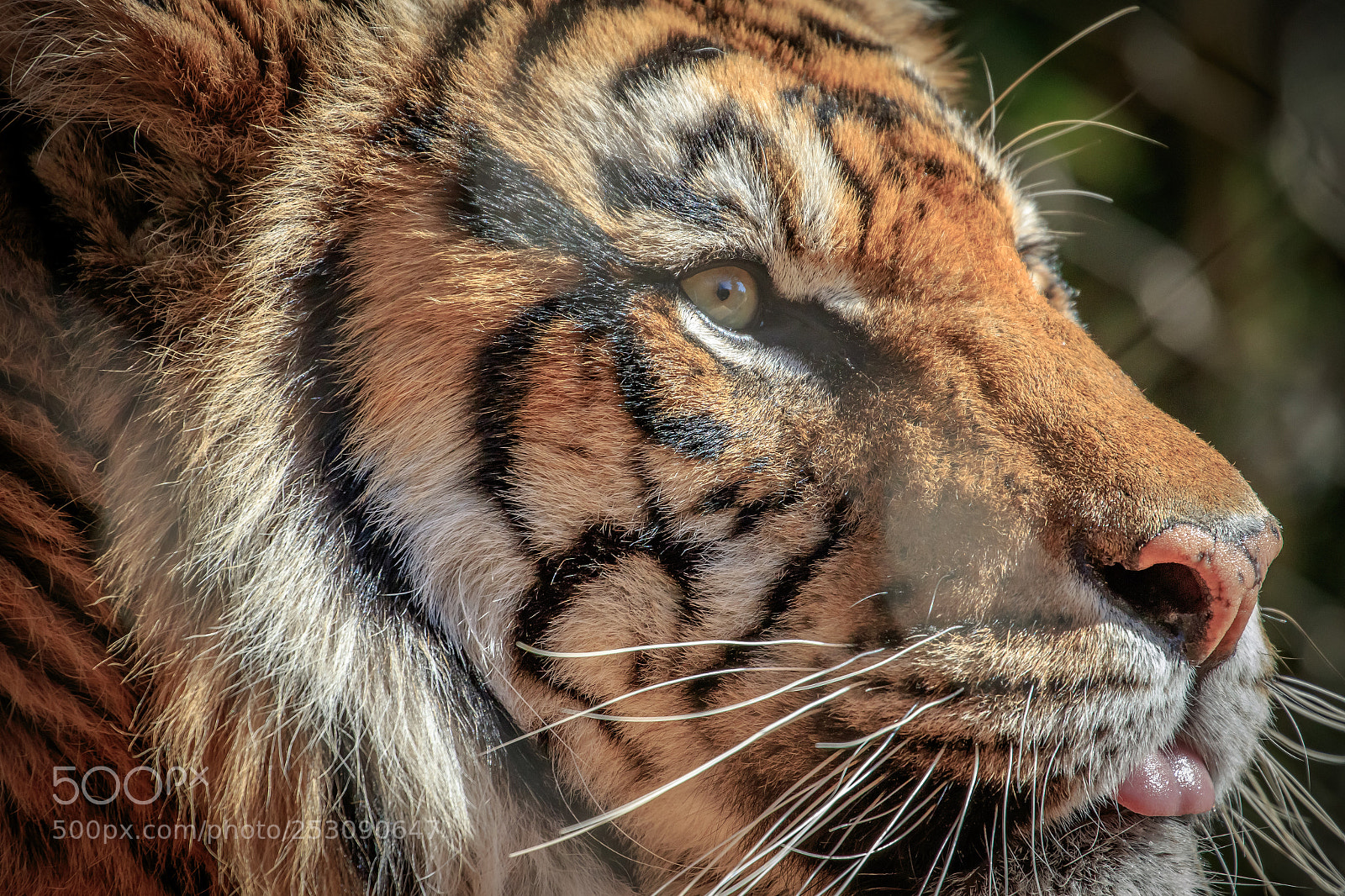 Canon EOS 7D Mark II sample photo. Sumatran tiger panthera tigris photography