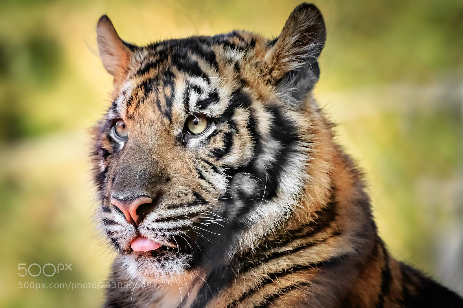 Canon EOS 7D Mark II sample photo. Sumatran tiger panthera tigris photography