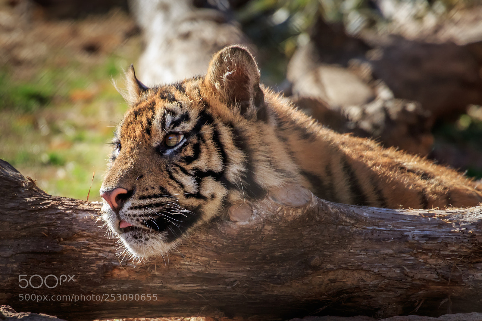 Canon EOS 7D Mark II sample photo. Sumatran tiger panthera tigris photography
