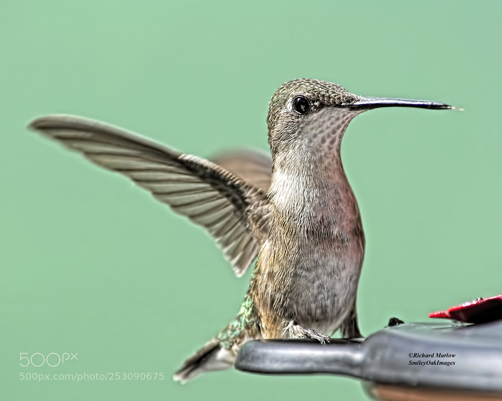 Nikon D5000 sample photo. Hummingbird photography