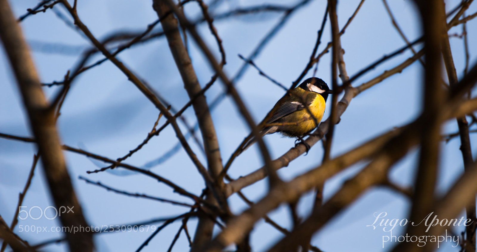 Nikon D200 sample photo. Little bird photography
