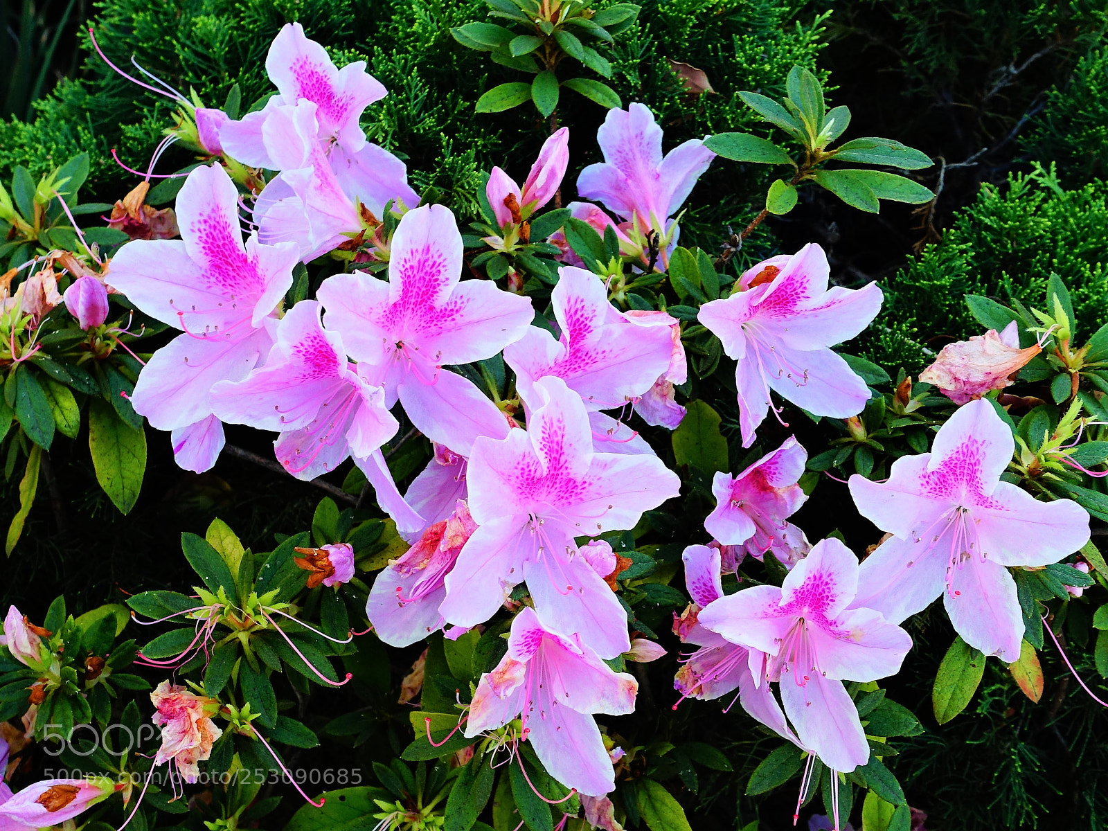 Sony Cyber-shot DSC-RX100 III sample photo. Rhododendron photography