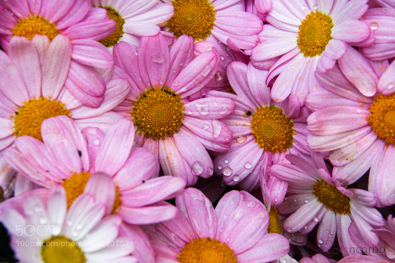 Canon EOS 600D (Rebel EOS T3i / EOS Kiss X5) sample photo. Margaritas roseas photography