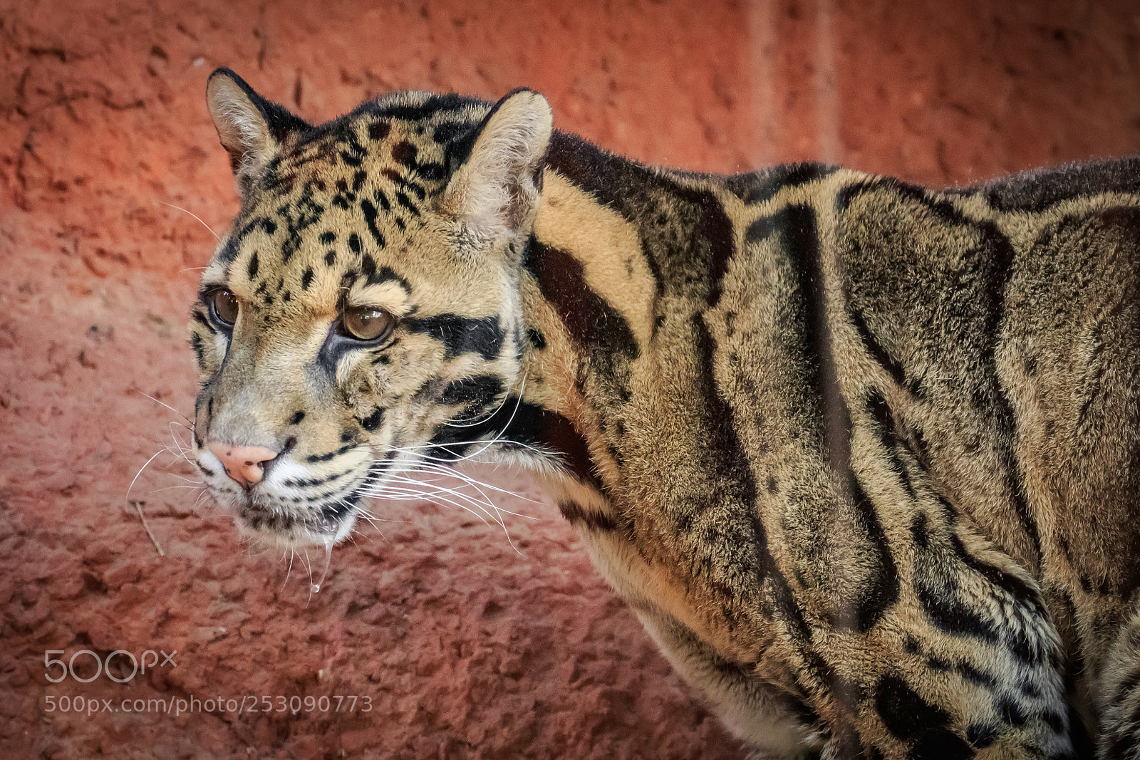 Canon EOS 7D Mark II sample photo. Clouded leopard neofelis nebulosa photography
