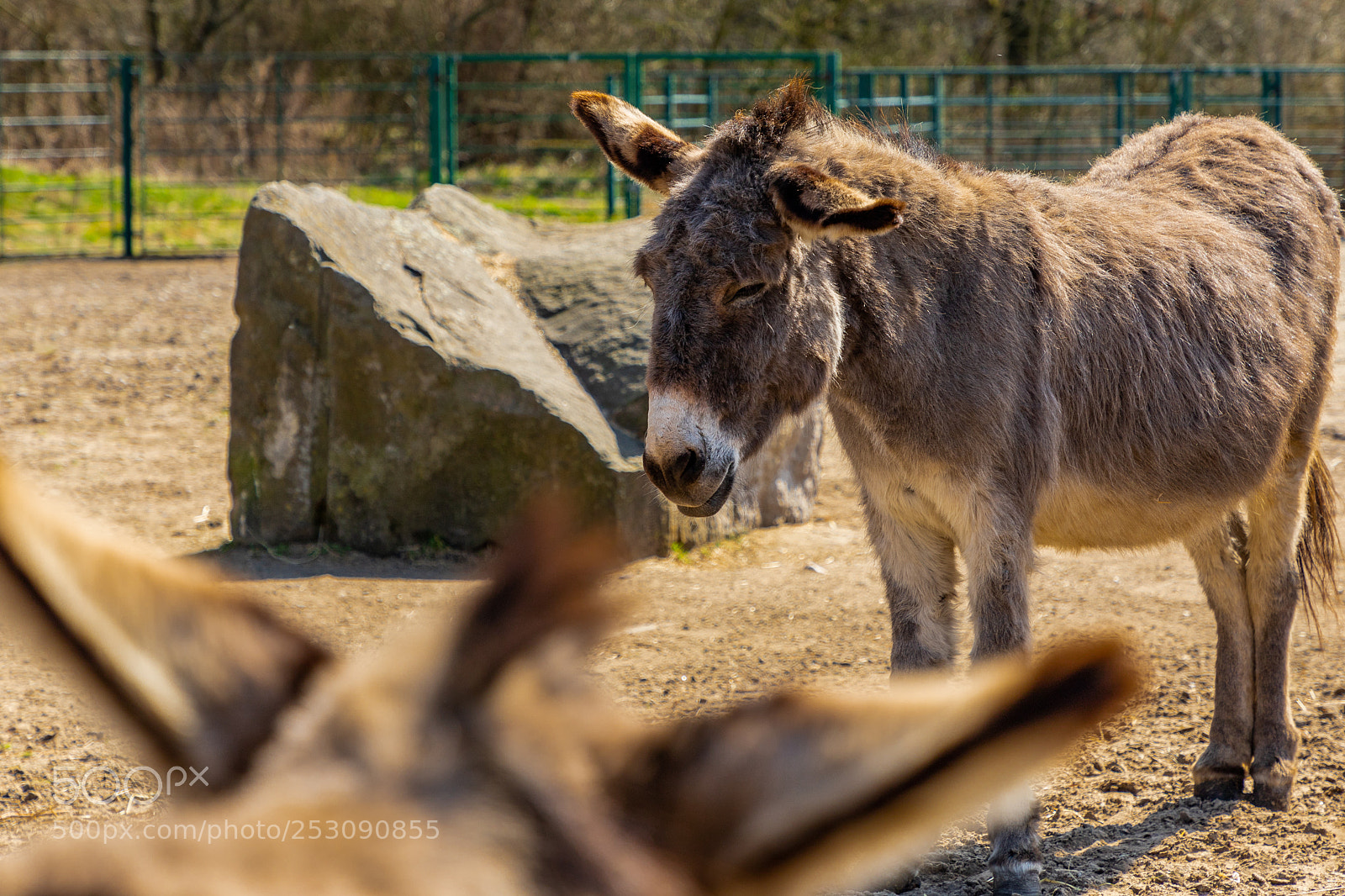 Canon EOS 6D Mark II sample photo. Friends photography