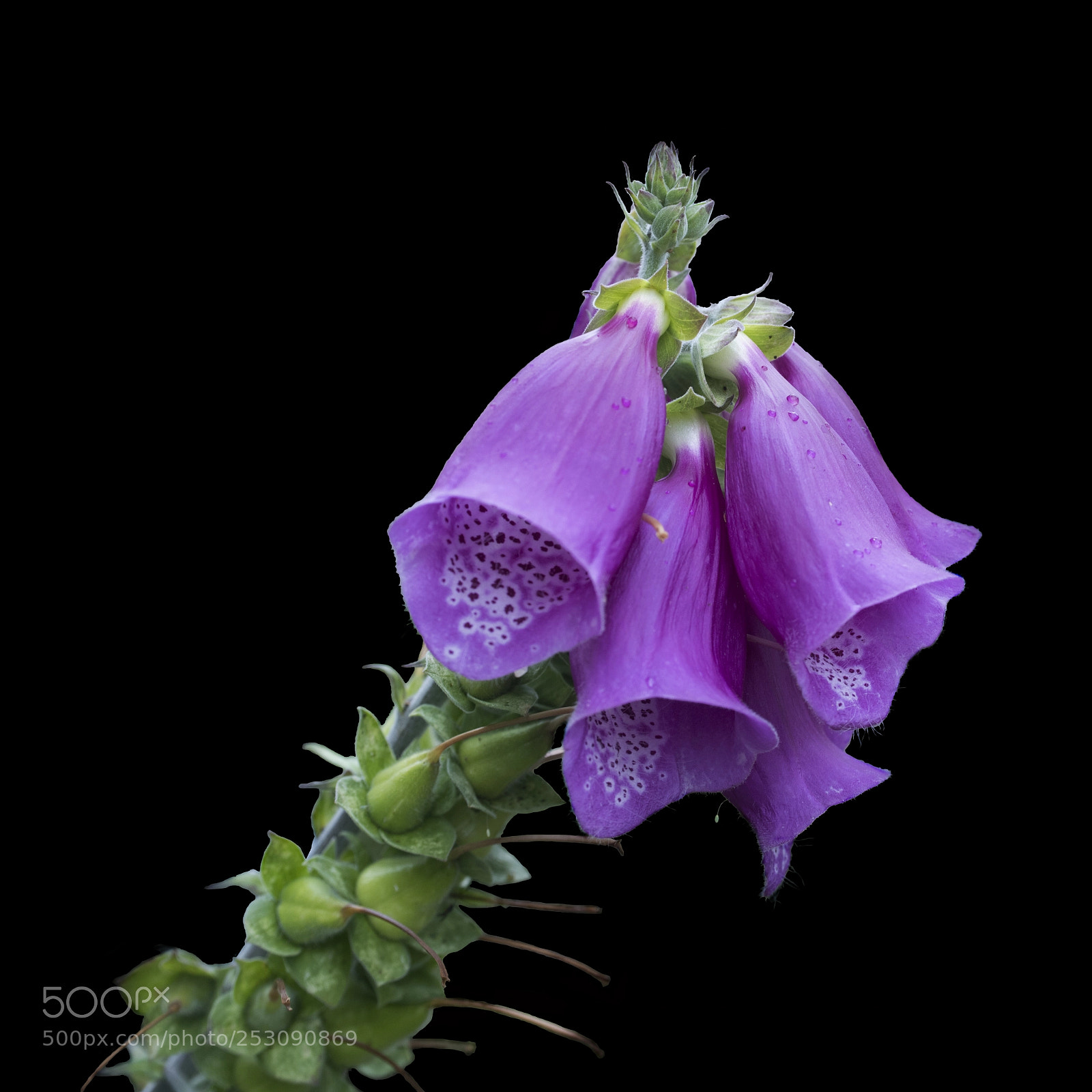 Nikon D810 sample photo. Foxglove photography