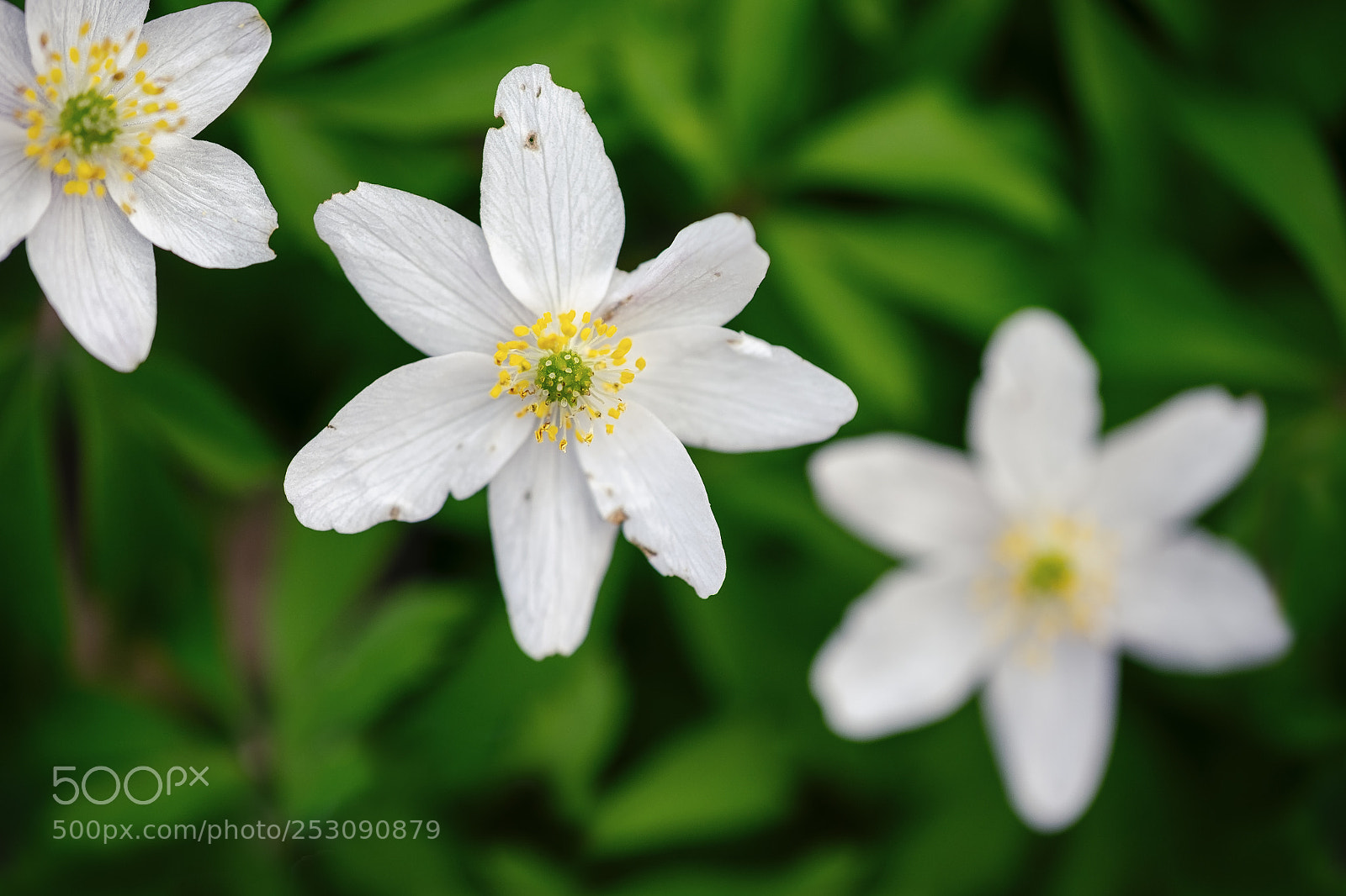Fujifilm X-T1 sample photo. Unperfection. photography