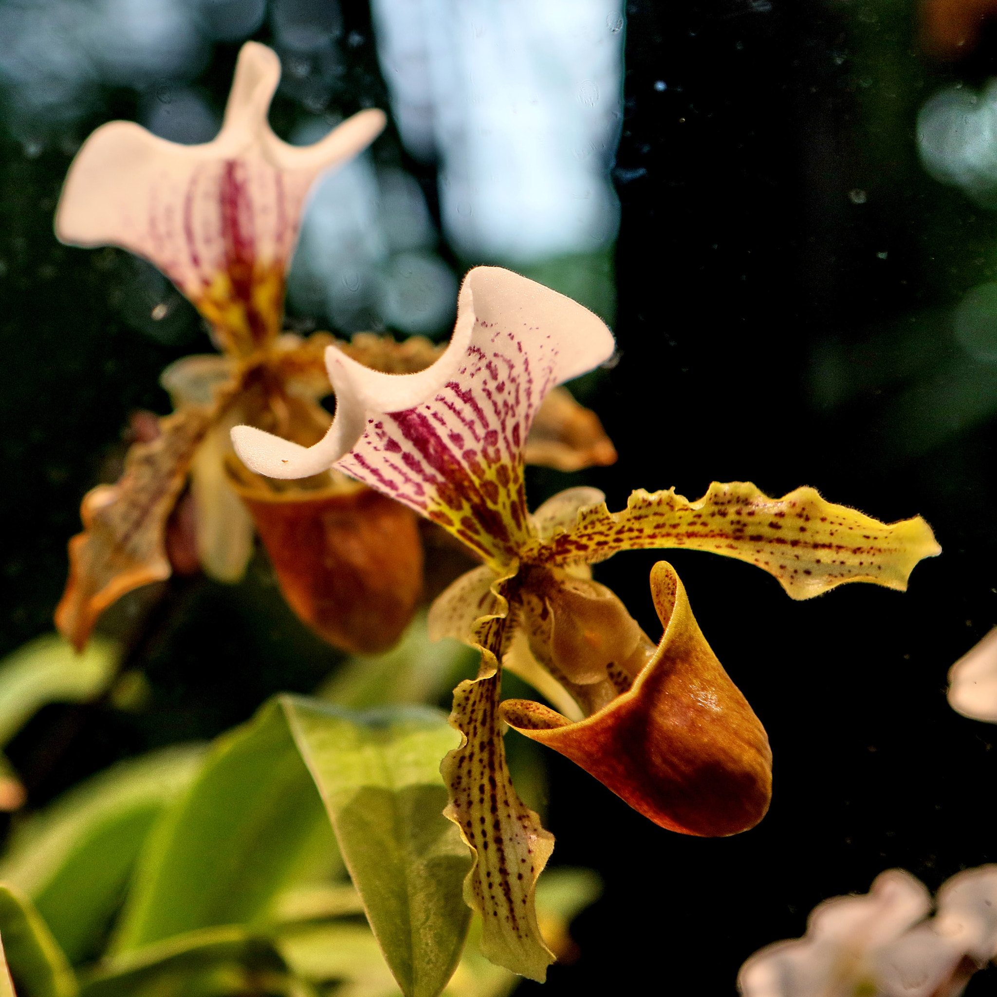 Canon EF 24-70mm F2.8L USM sample photo. Orchids photography