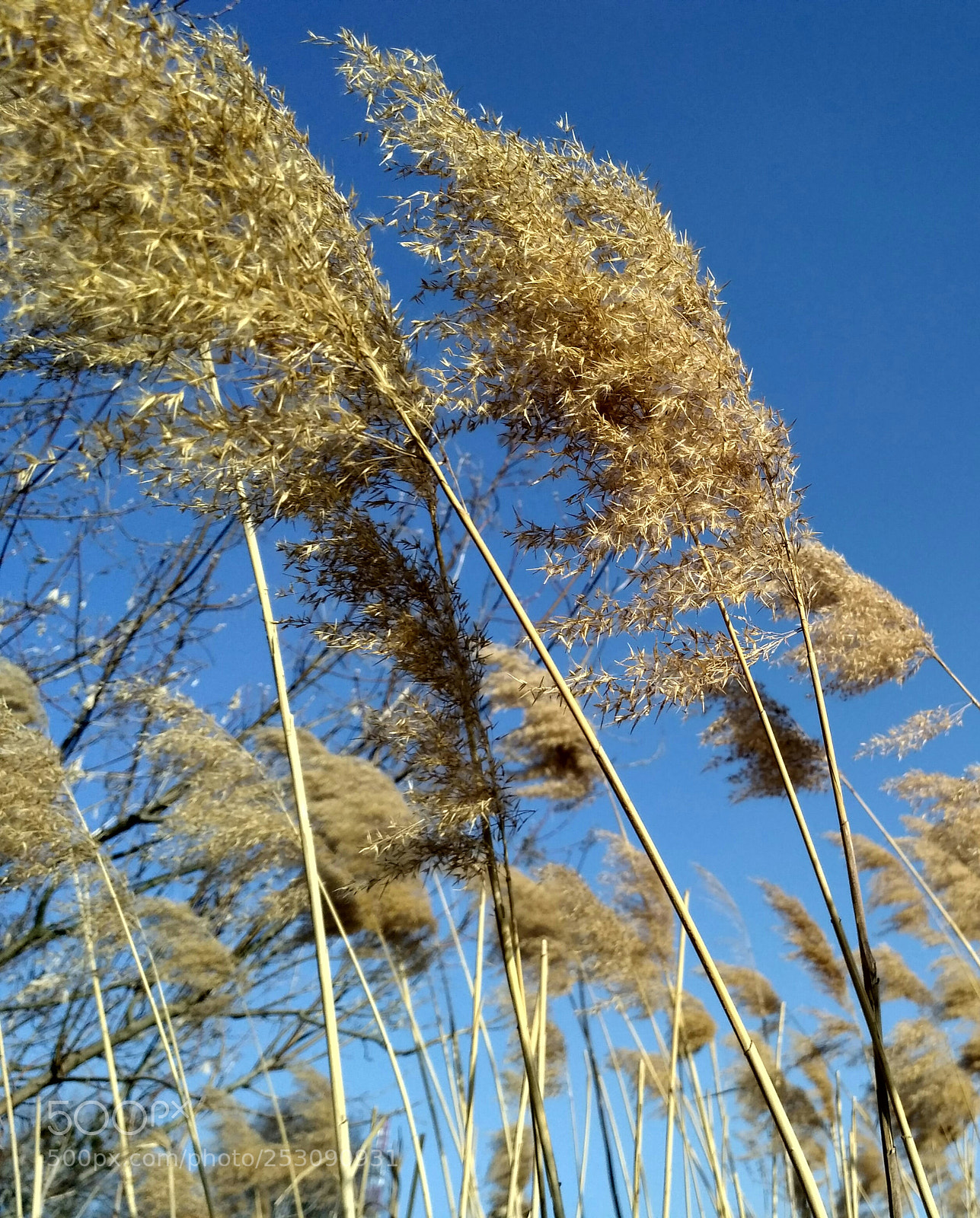 Xiaomi Redmi 3S sample photo. Tranquility photography