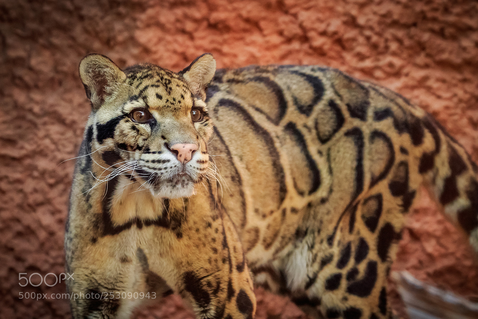 Canon EOS 7D Mark II sample photo. Clouded leopard neofelis nebulosa photography