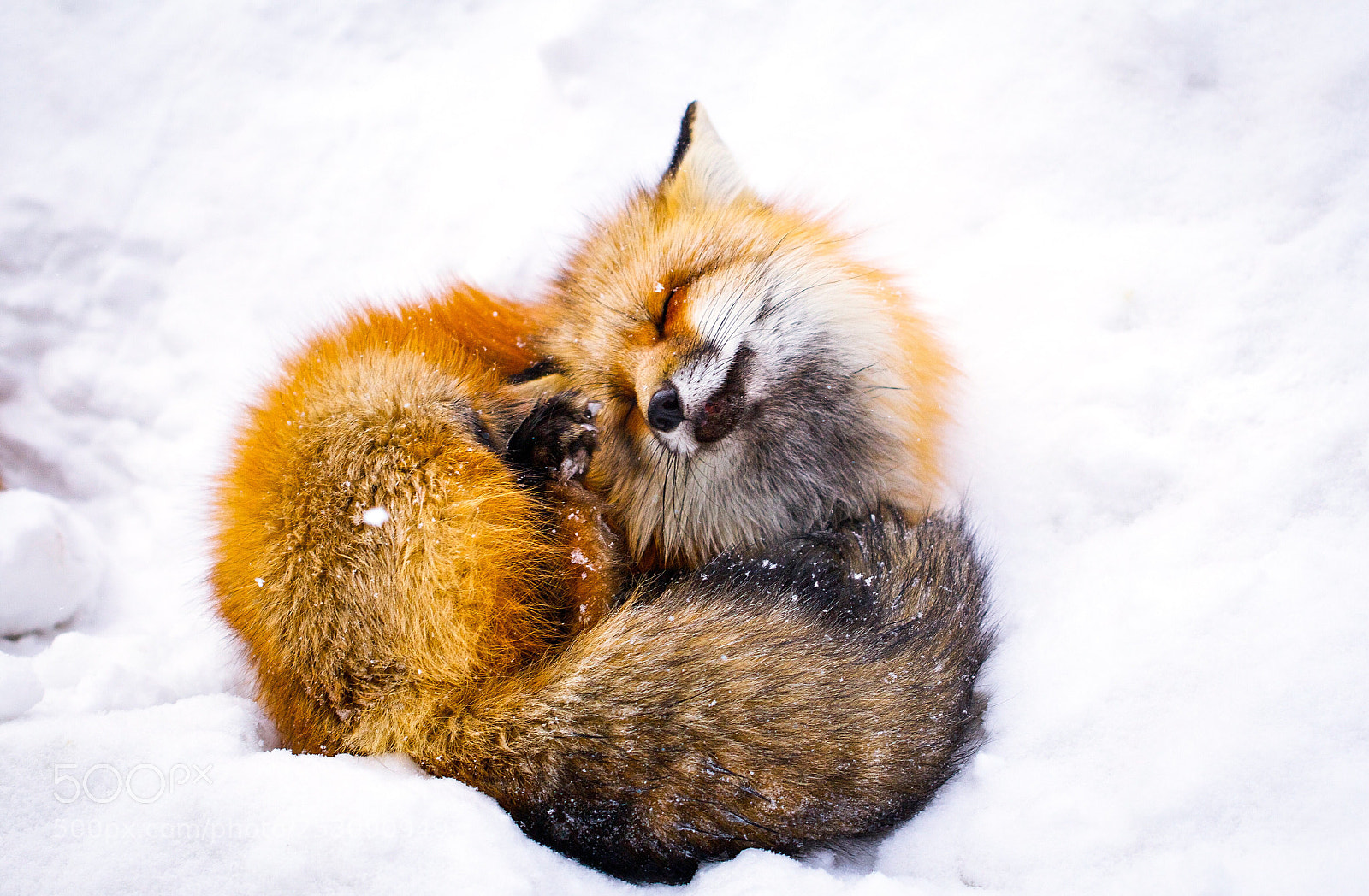 Canon EOS 60D sample photo. Red fox photography
