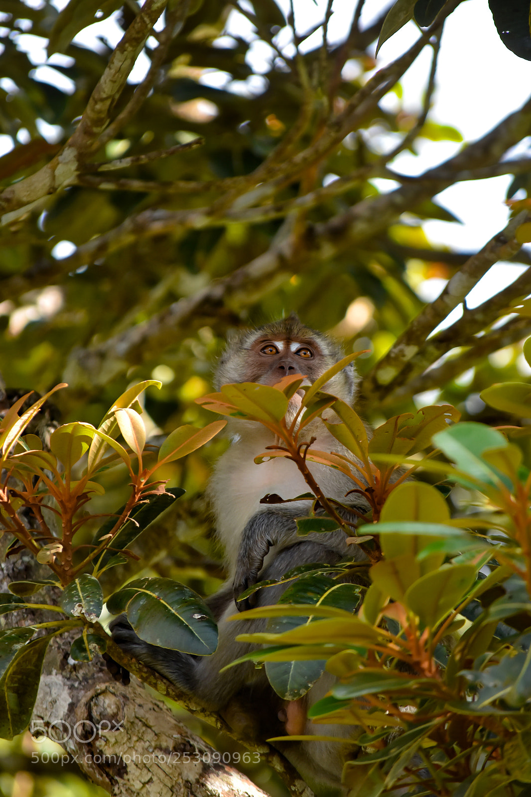 Nikon D3400 sample photo. Mr. monkey photography