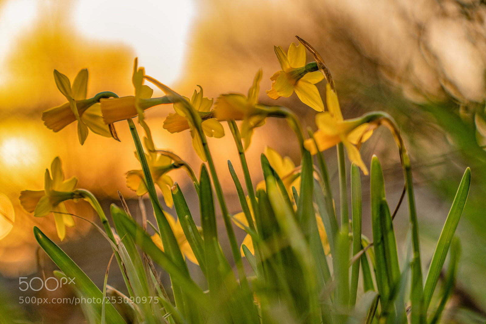 Sony a7R II sample photo. Frühlingsabend photography