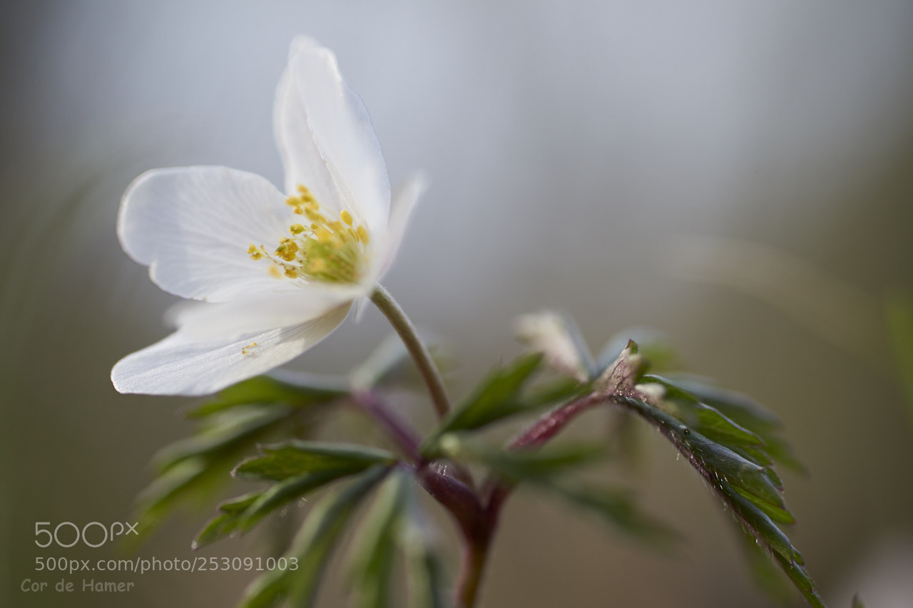 Sony SLT-A99V sample photo. Wood anemone photography