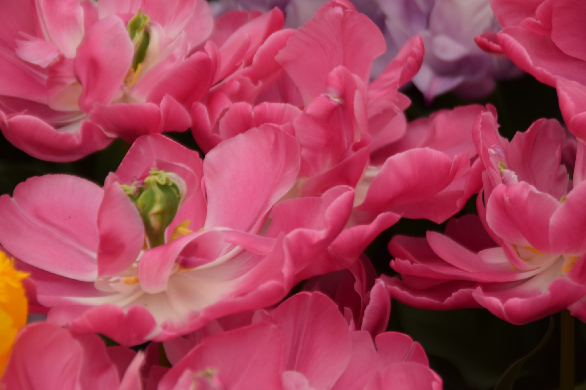 Nikon D3300 sample photo. Pink tulips photography