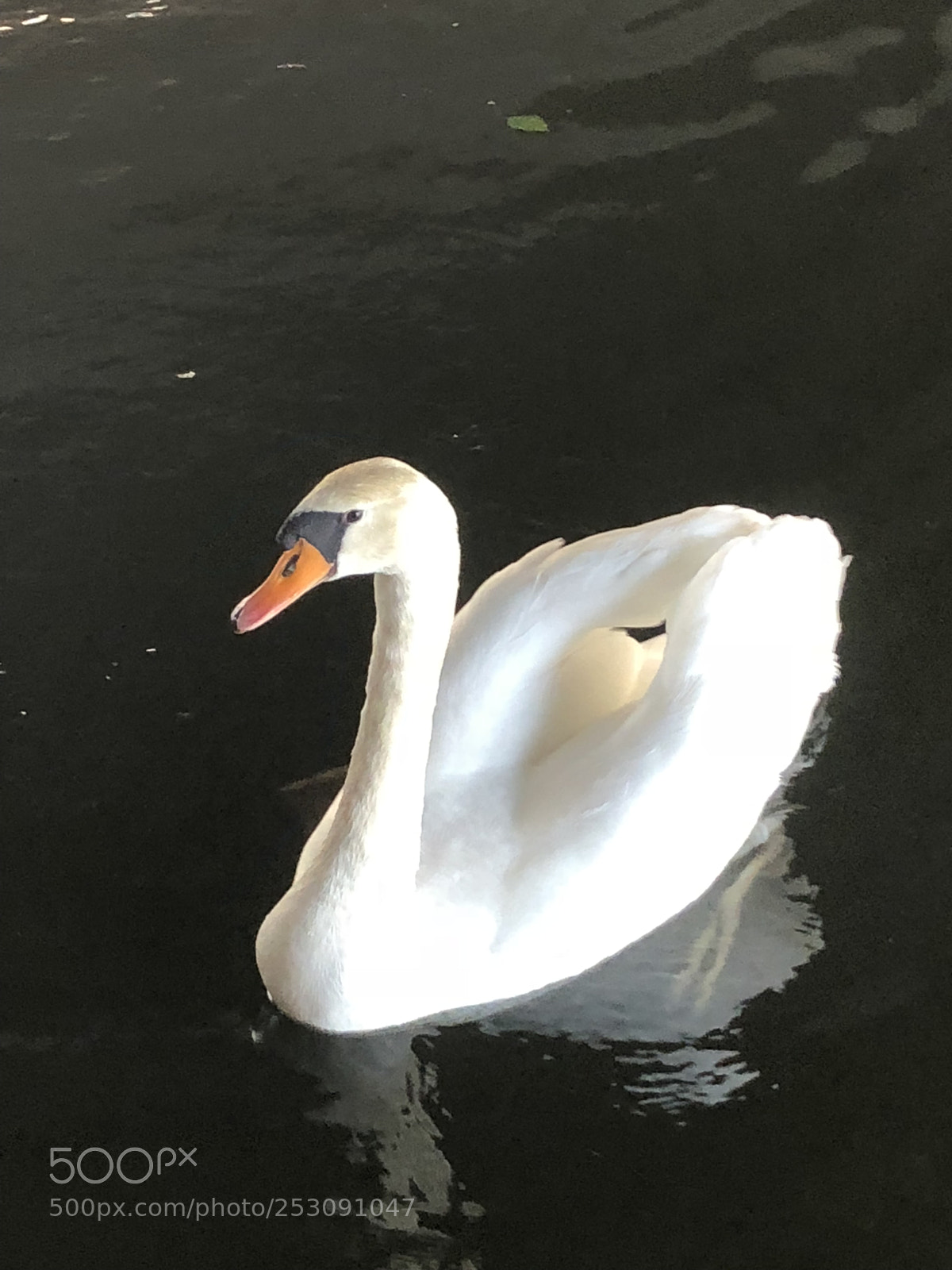 Apple iPhone 8 Plus sample photo. Untitled photography