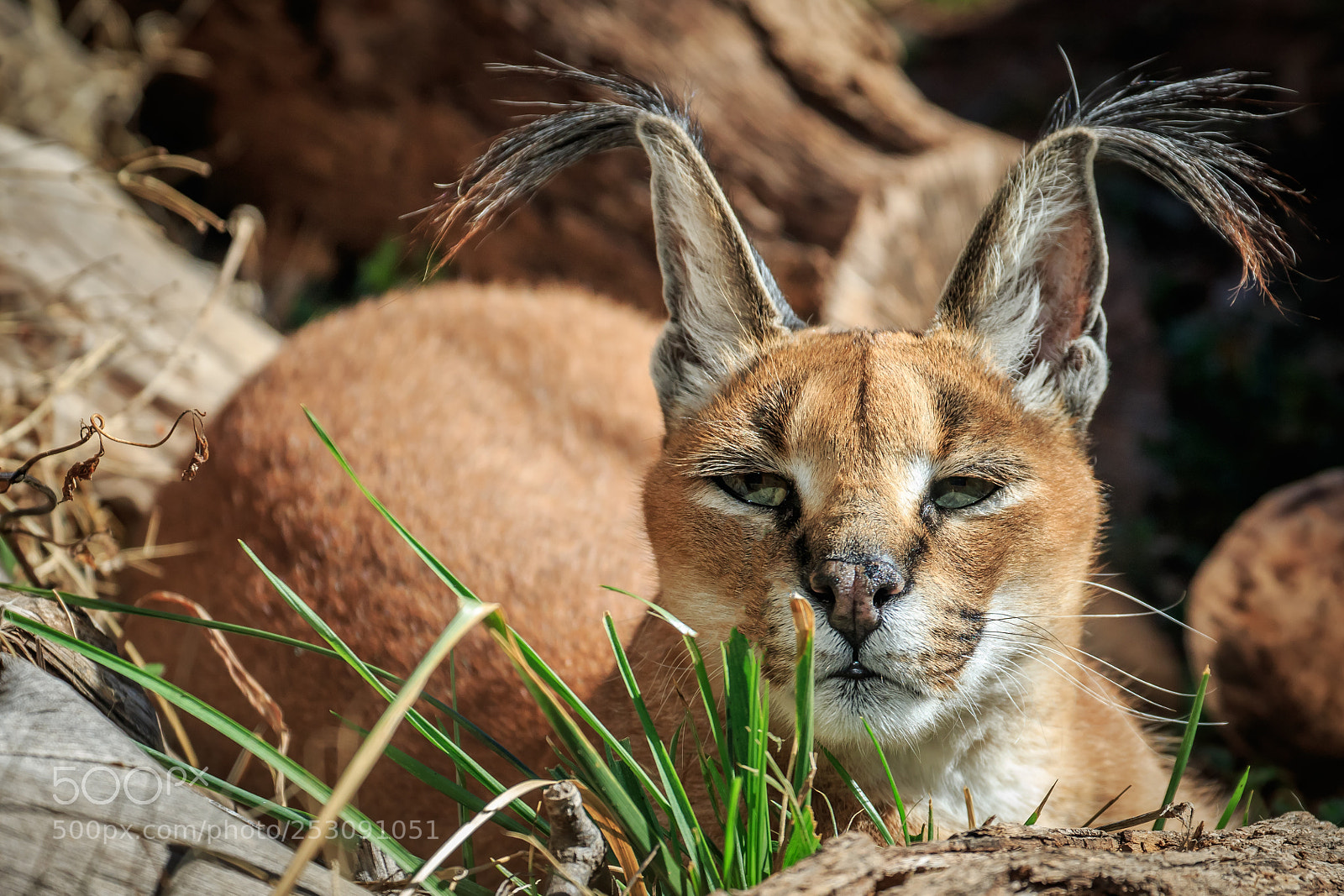 Canon EOS 7D Mark II sample photo. A caracal caracal caracal photography