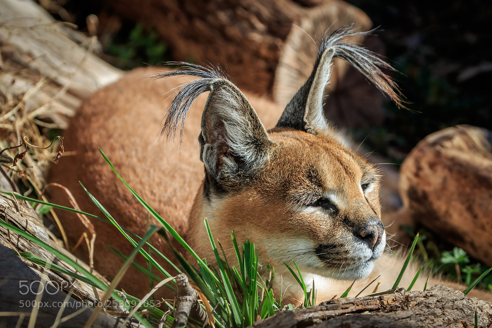 Canon EOS 7D Mark II sample photo. A caracal caracal caracal photography