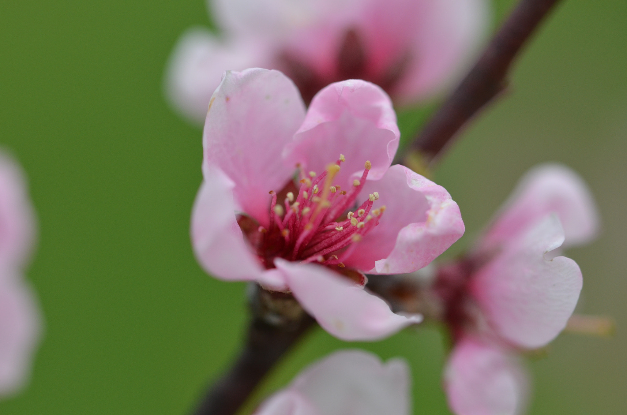 Nikon D5100 sample photo. Rose et vert photography