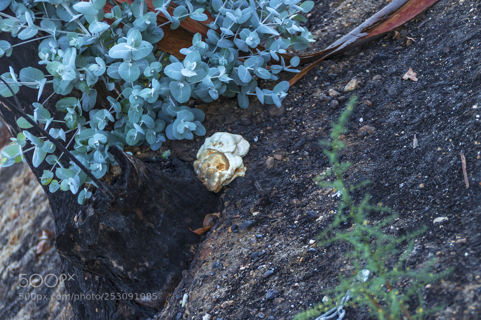 Canon EOS 80D sample photo. Doñana photography