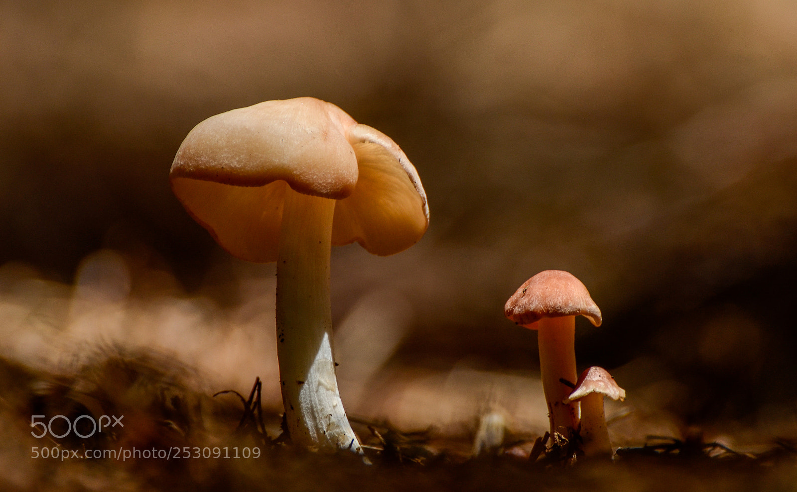 Nikon D7000 sample photo. Mushrooms photography