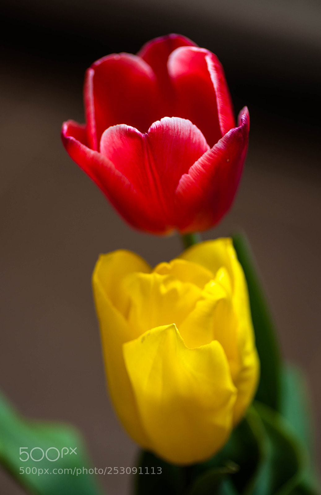 Canon EOS 5D Mark II sample photo. Tulip photography