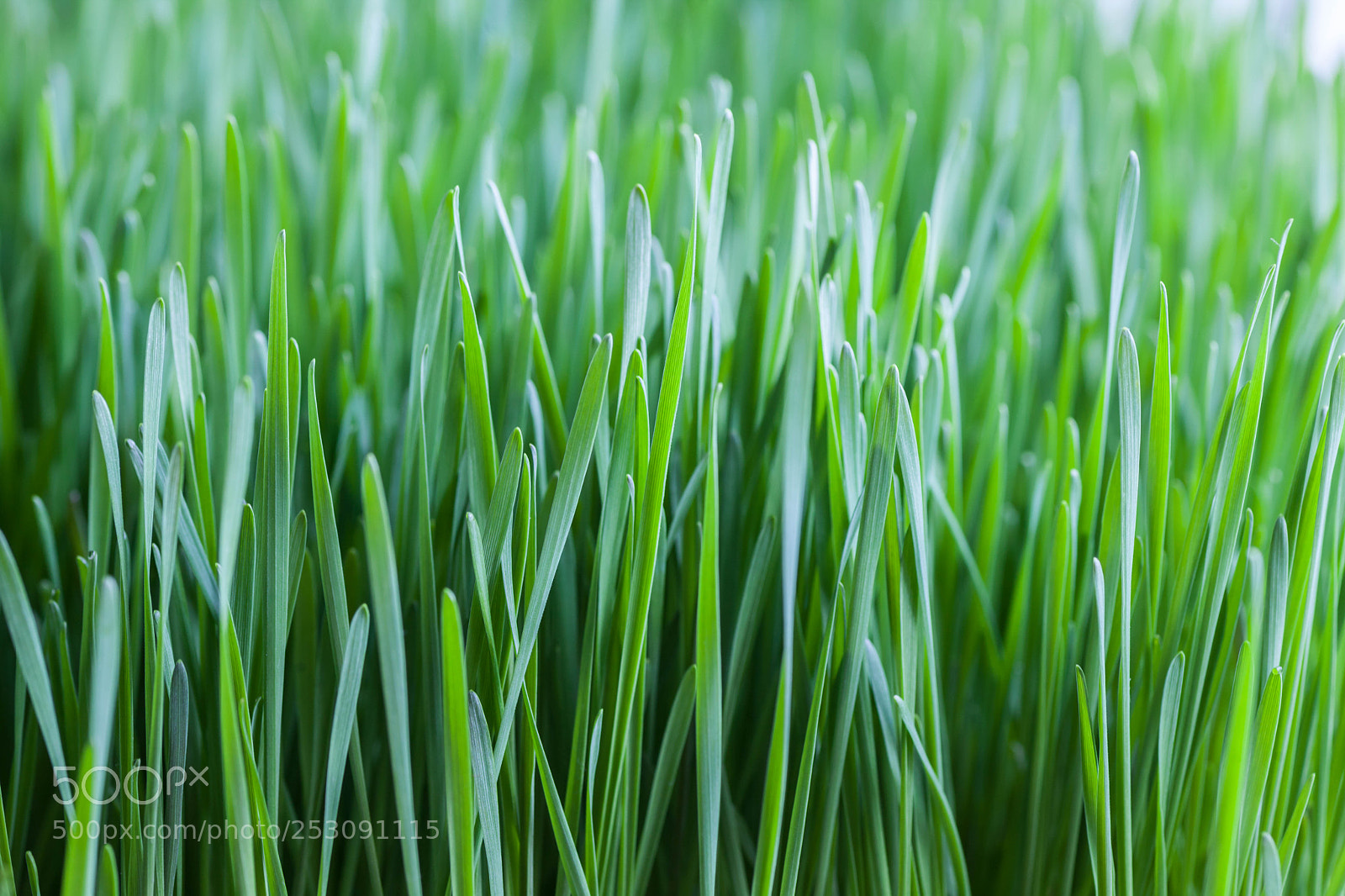Canon EOS 5D Mark II sample photo. Wheat grass photography