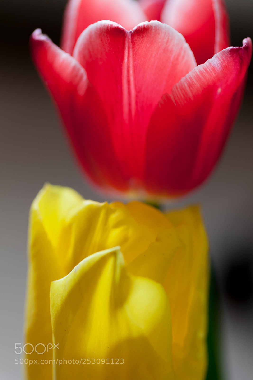 Canon EOS 5D Mark II sample photo. Tulip photography