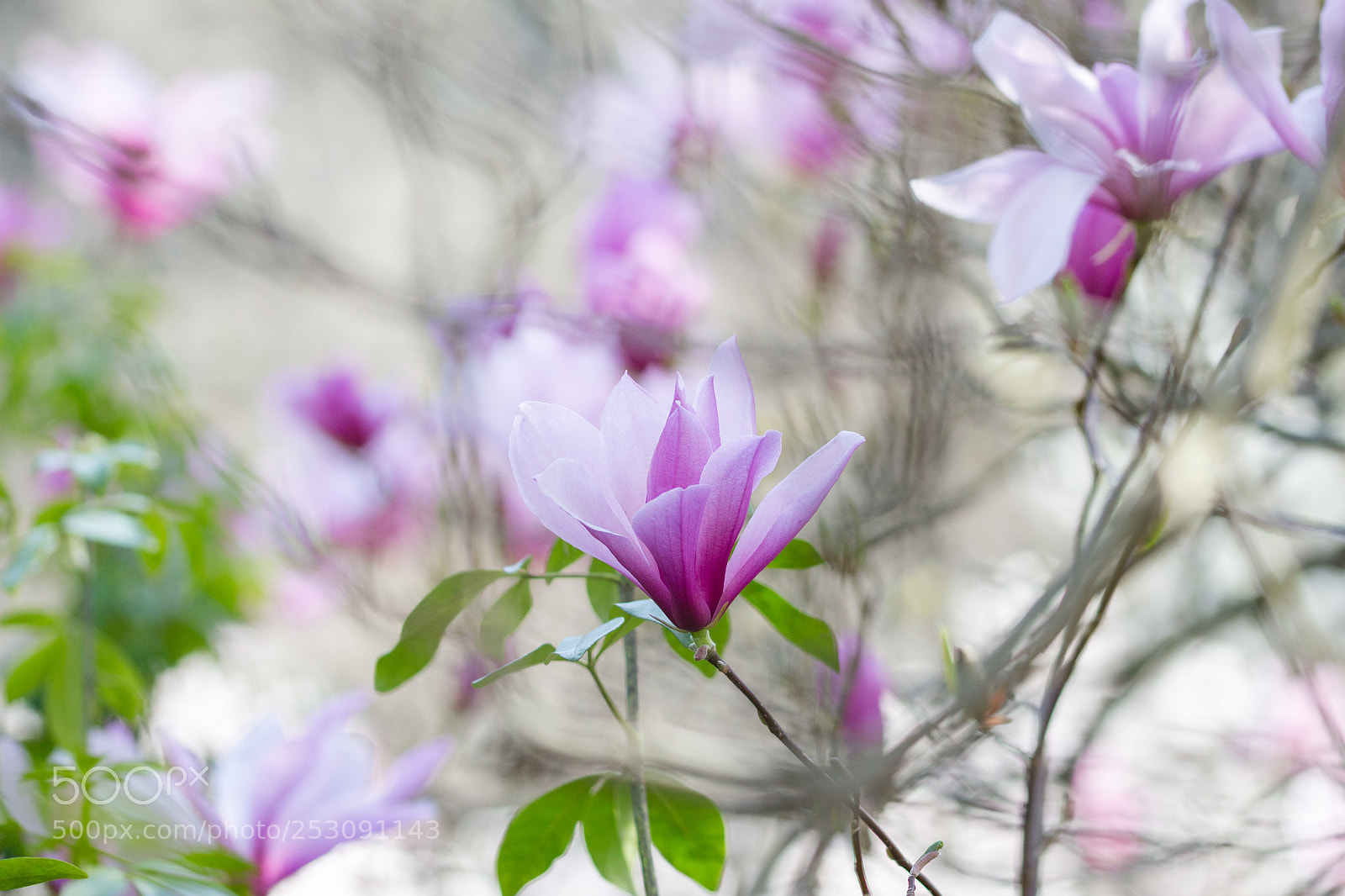 Canon EOS 700D (EOS Rebel T5i / EOS Kiss X7i) sample photo. Indefinitamente primavera photography