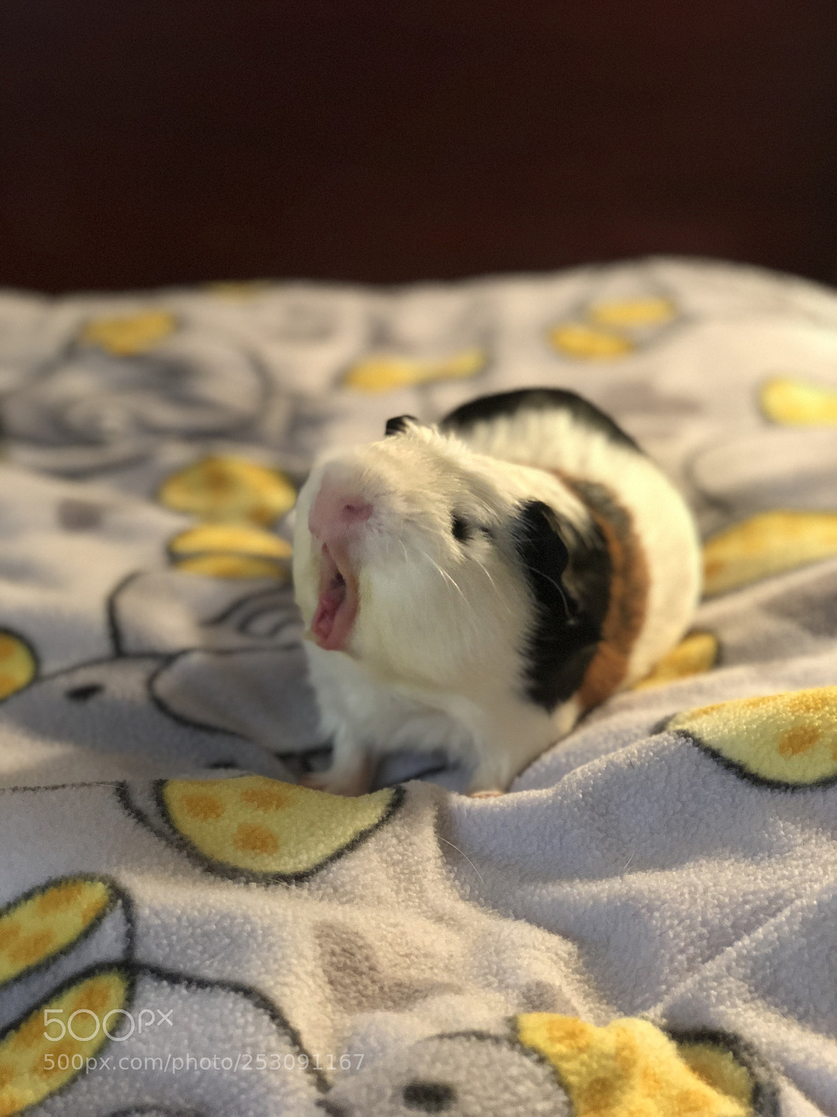 Apple iPhone X sample photo. Guinea pig yawn  photography