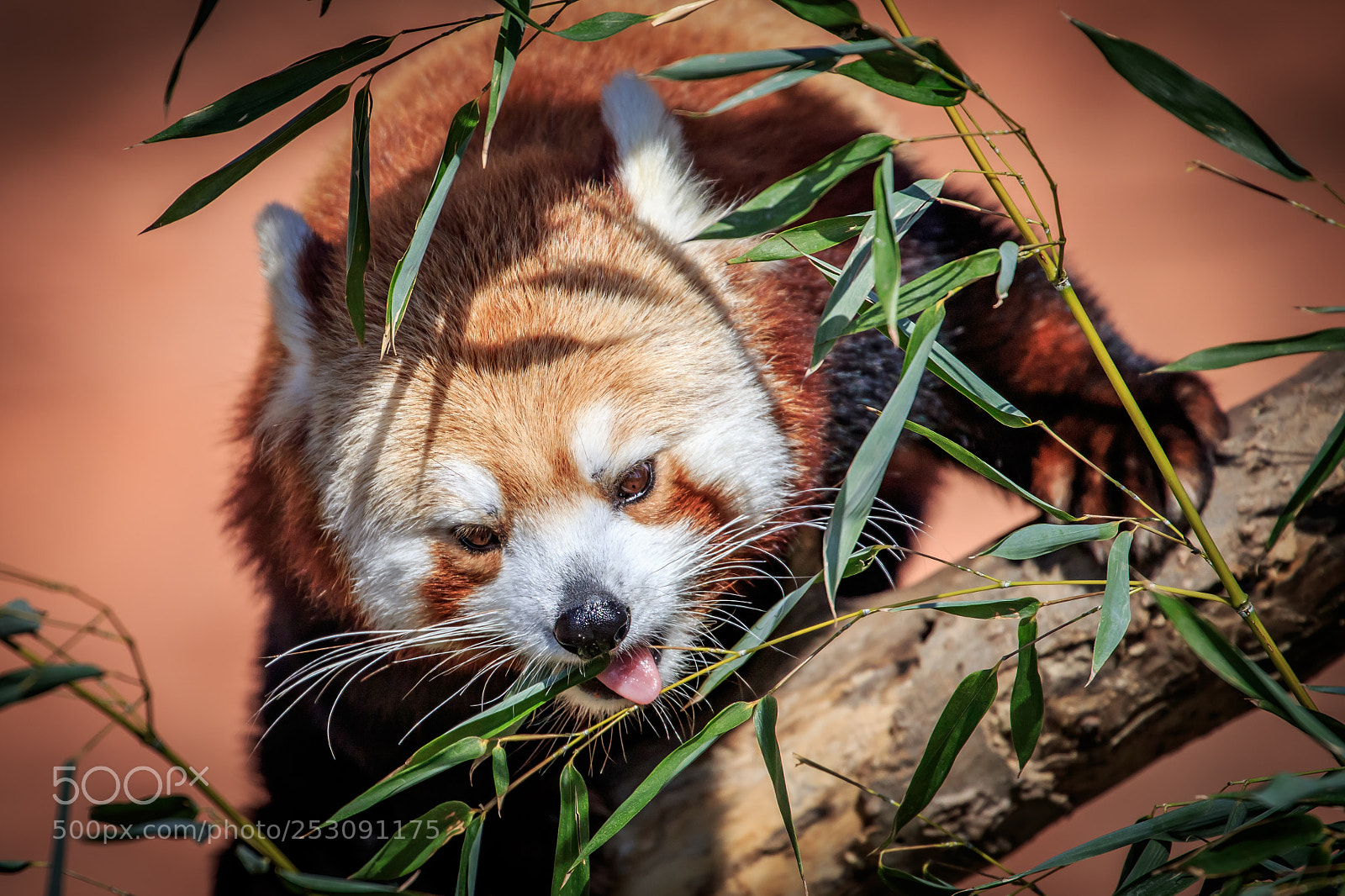Canon EOS 7D Mark II sample photo. A red panda ailurus photography