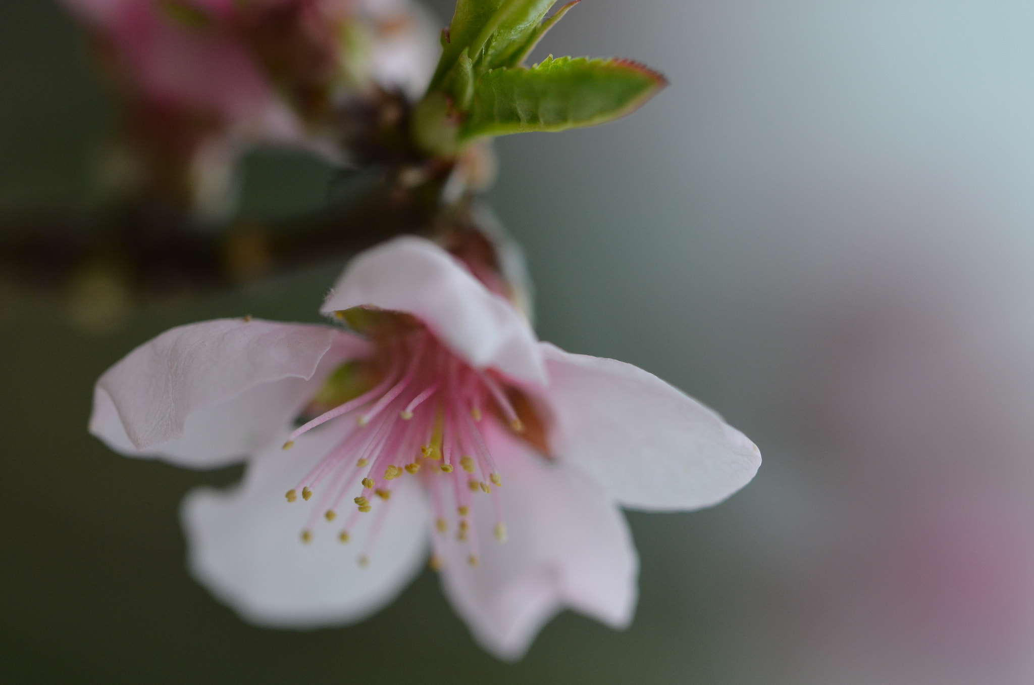 Nikon D5100 sample photo. Tête en bas photography