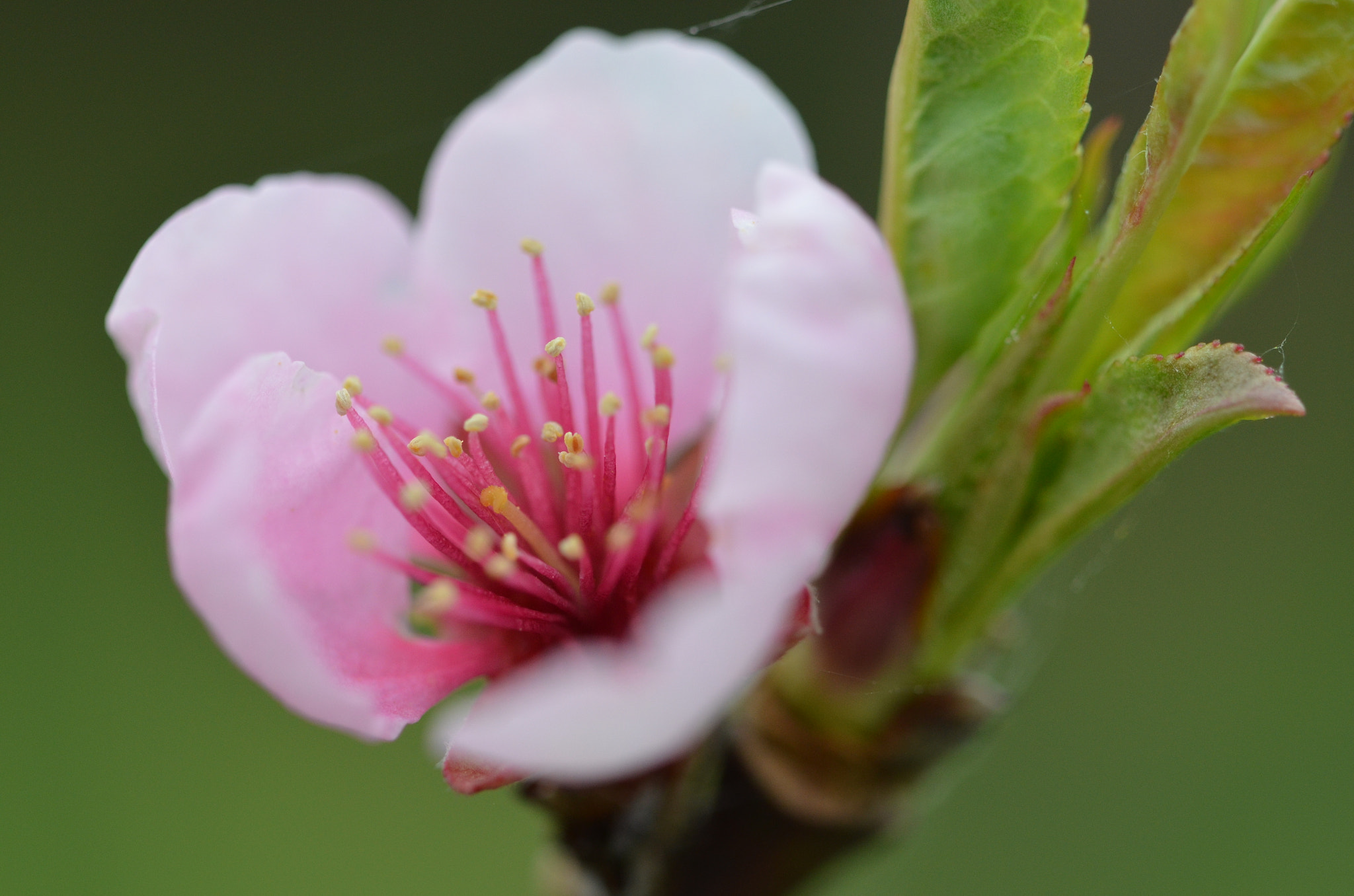 Nikon D5100 sample photo. Printemps rose photography