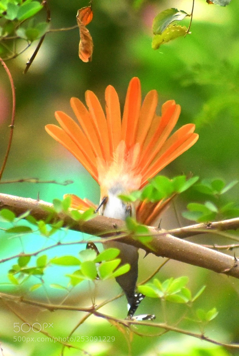 Nikon D7200 sample photo. Paradise flycatcher photography