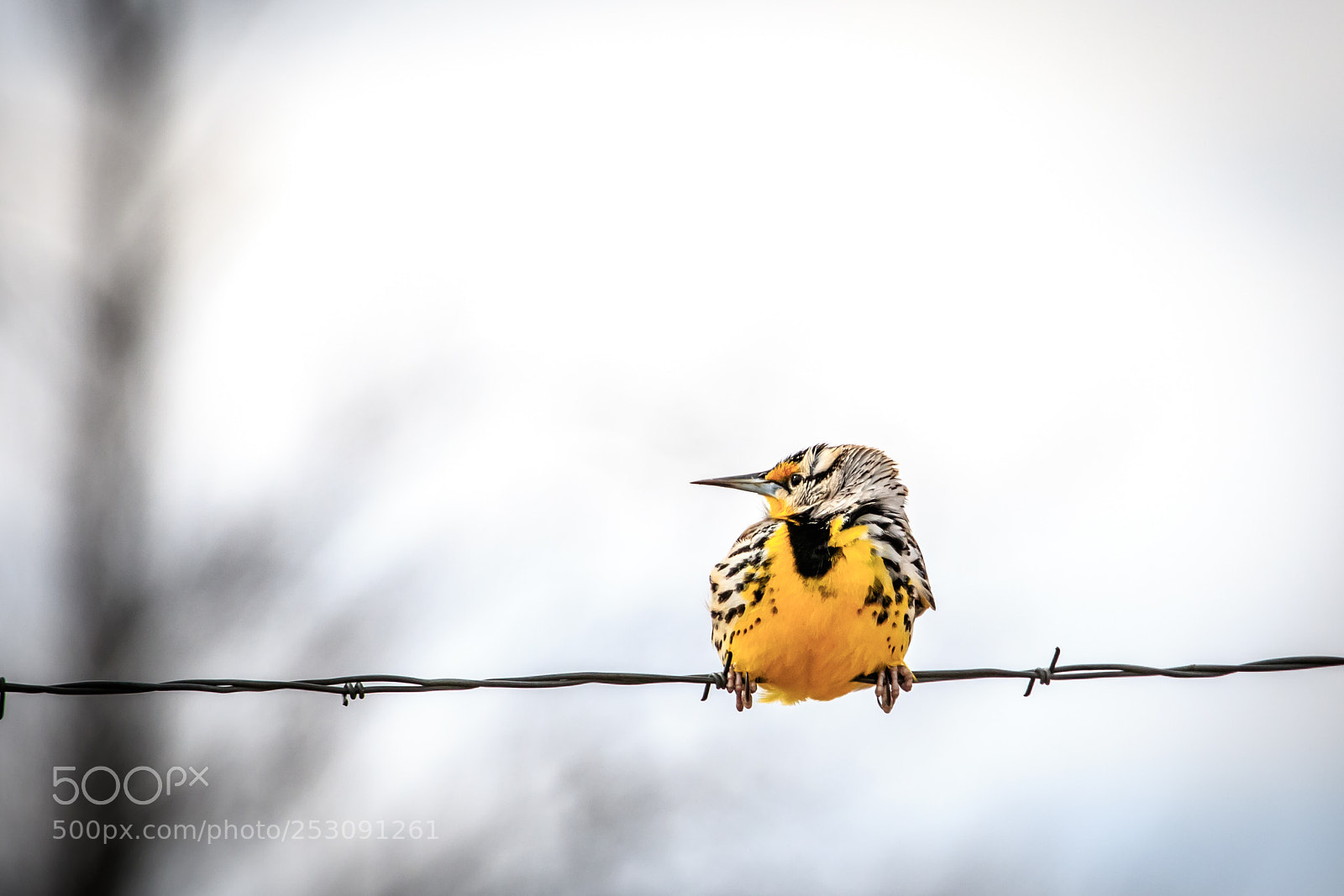 Canon EOS 7D Mark II sample photo. Eastern meadowlark sturnella magna photography