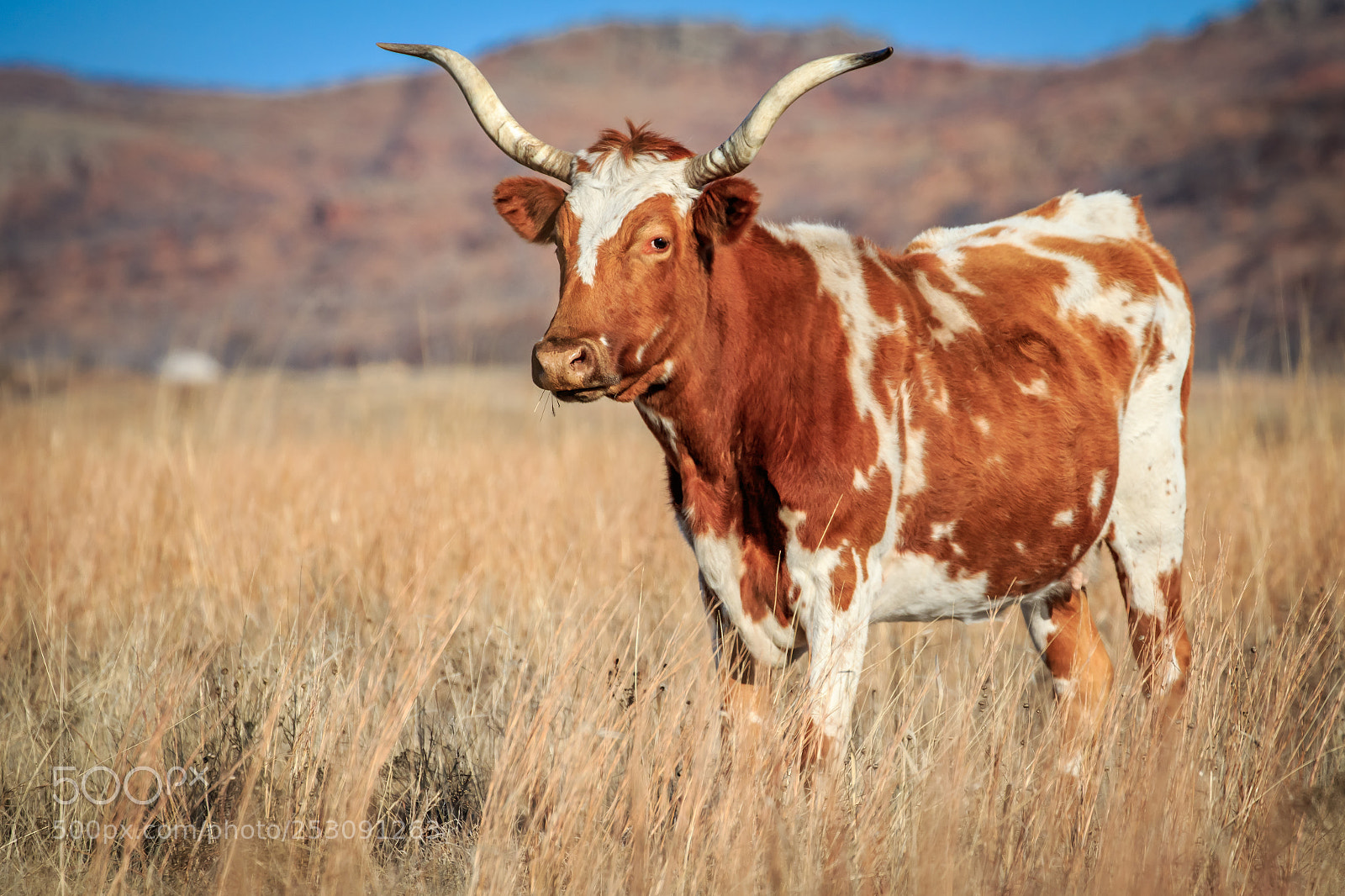 Canon EOS 7D Mark II sample photo. Longhorn bos taurus cow photography