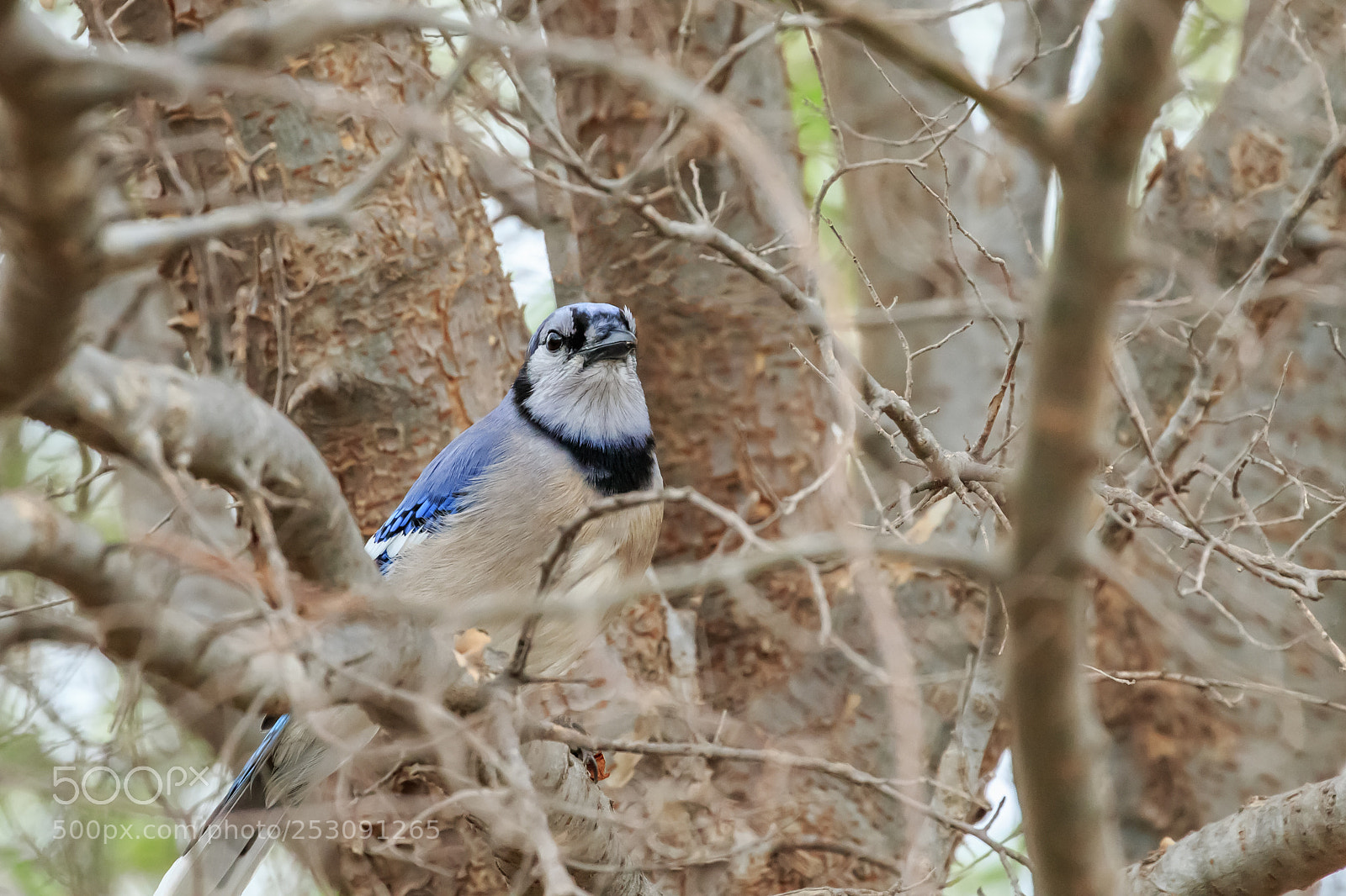 Canon EOS 7D Mark II sample photo. A blue jay cyanocitta photography